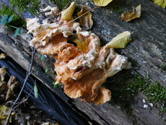Laetiporus sulphureus