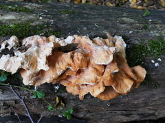 Laetiporus sulphureus
