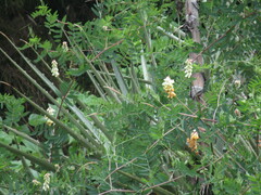 Vicia nigricans