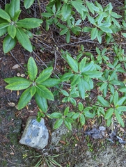 Rhododendron columbianum