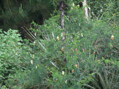Vicia nigricans