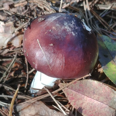 Russula caerulea