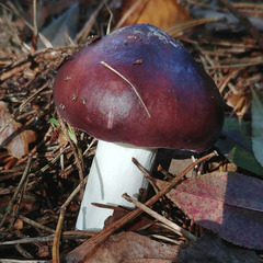 Russula caerulea