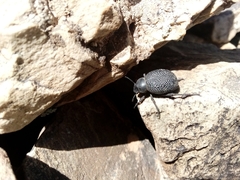 Tenebrionidae