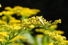 Oecanthus nigricornis