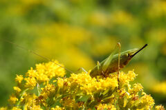 Oecanthus nigricornis