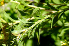 Oecanthus nigricornis