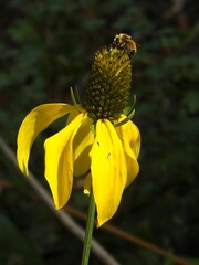 Rudbeckia californica
