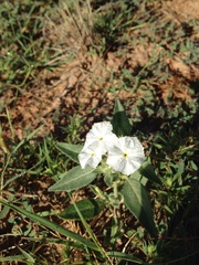 Euploca convolvulacea