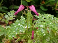 Dicentra eximia