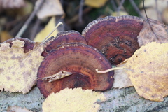 Daedaleopsis tricolor