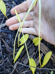 Ophioglossum pusillum