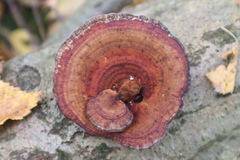 Daedaleopsis tricolor