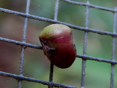 Solenotichus circuliferus