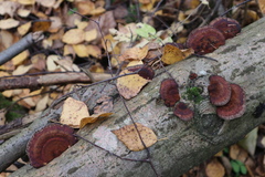 Daedaleopsis tricolor
