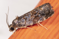 Endothenia hebesana