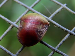 Solenotichus circuliferus