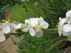 Libertia chilensis