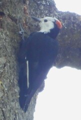 Dryobates albolarvatus