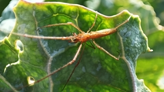 Tetragnatha laboriosa