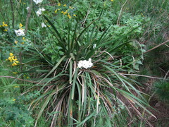 Libertia chilensis