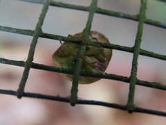 Solenotichus circuliferus