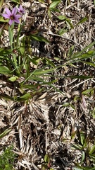 Sisyrinchium micranthum