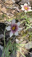 Sisyrinchium micranthum