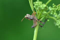 Entomophaga grylli