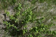 Ribes oxyacanthoides