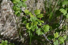 Ribes oxyacanthoides