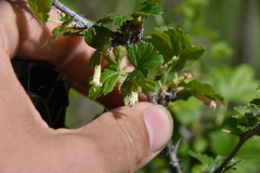 Ribes oxyacanthoides