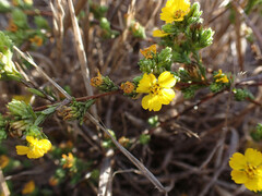 Deinandra fasciculata