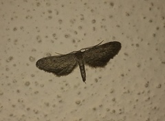 Idaea longaria