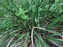 Libertia chilensis