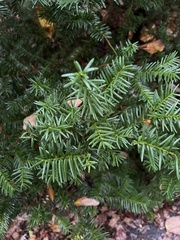 Taxus cuspidata