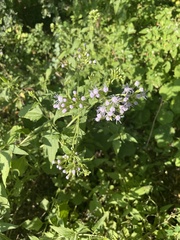 Chromolaena odorata