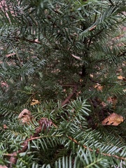 Taxus cuspidata