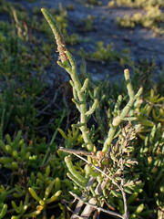 Salicornia pacifica