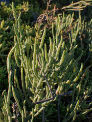 Salicornia pacifica