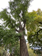 Ginkgo