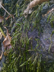 Fontinalis antipyretica