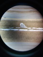 Bubo scandiacus