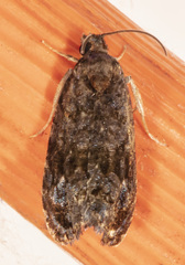 Endothenia hebesana