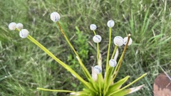 Eriocaulon