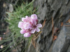 Armeria curvifolia
