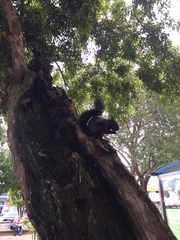 Sciurus variegatoides