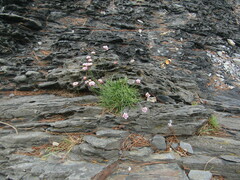 Armeria curvifolia