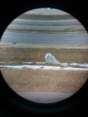 Bubo scandiacus