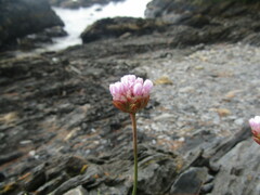 Armeria curvifolia